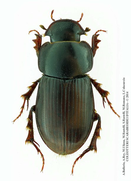 Acrossus siculus buturensis, maschio